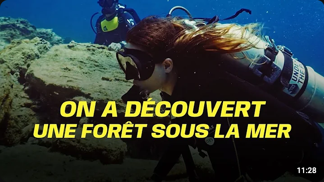 Screenshot 2026-08-05 at 16-20-49 on a découvert une foret sous la mer - YouTube