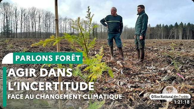 Screenshot 2026-08-05 at 17-03-58 LA VÉRITÉ TROUBLANTE SUR NOS FORÊTS - YouTube
