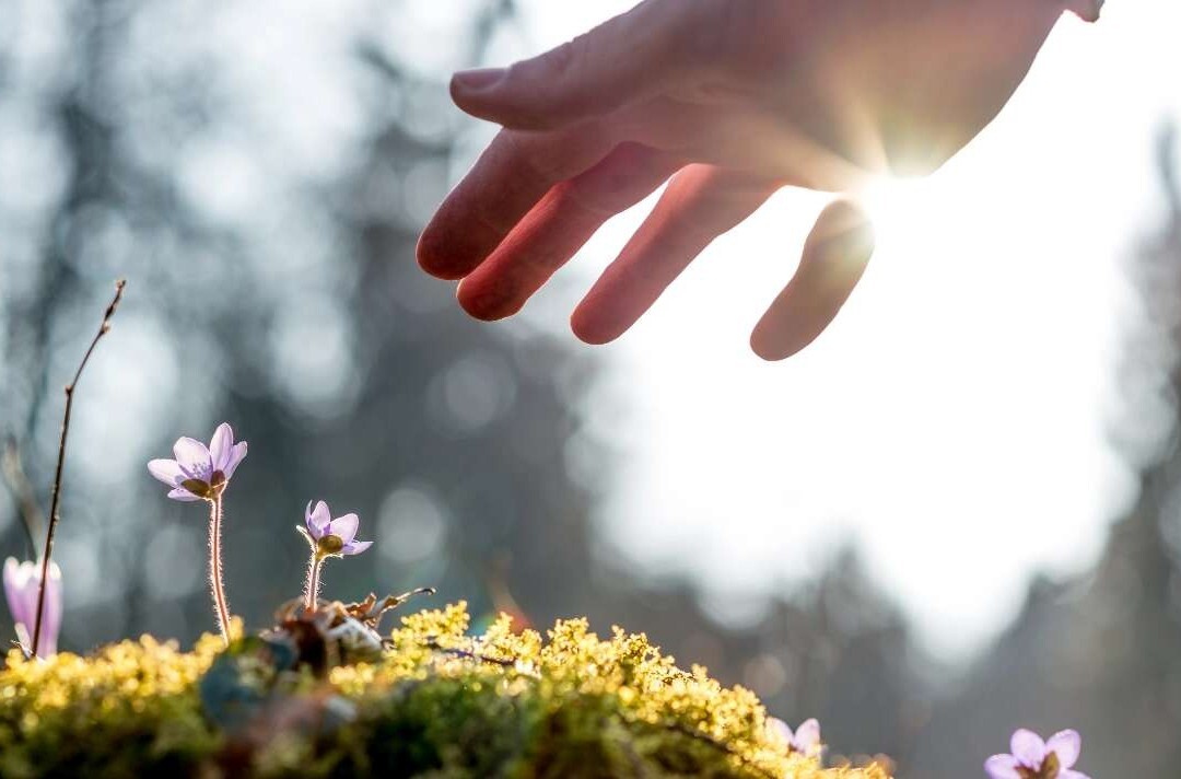 Soin à la nature